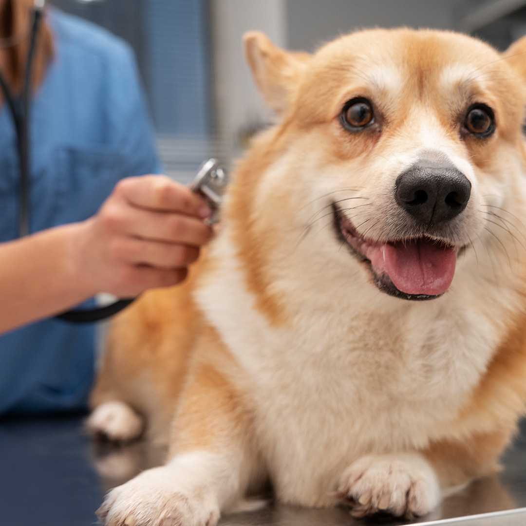 鍾意照顧動物,想成為獸醫?澳洲獸醫課程助您圓夢!